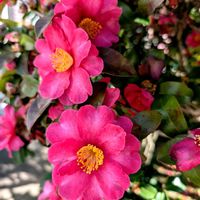 サザンカ,祈る震災復興,花のある暮らし,緑のある暮らし,岐阜県の画像