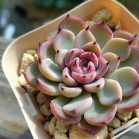 クリスマスローズ,ハオルチア,旧氷砂糖,ミックスベリア　ブルーベリームーン,エケベリア属の画像