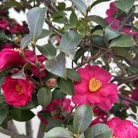 カーネーション,スイートピー,スターチス,山茶花,山茶花(さざんか）の画像