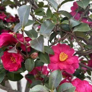 カーネーション,スイートピー,スターチス,山茶花,山茶花(さざんか）の画像