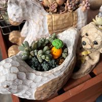 多肉,碧魚連,多肉植物,ベランダガーデン,碧魚蓮ⓚの画像