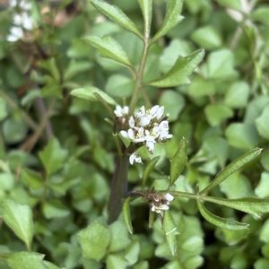 ミチタネツケバナ,かわいい雑草,花のある暮らし,遊びゴコロ,チーム愛知の画像