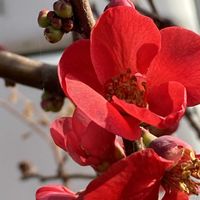 ボケ,ボケ,ボケ,ボケ,木瓜(ボケ)の画像