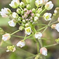 ナズナ,ナズナ,なずな(ぺんぺん草),iphone11の画像