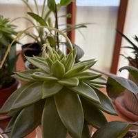 エケベリアの画像