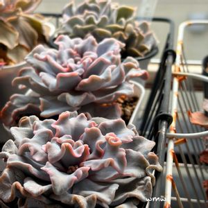 スリラーパール,クリスペート　ビューティー,ホワイトマティバ,多肉植物,エケベリア属の画像