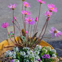 アリッサム,アリッサム,デイジー,ミックスアリッサム,ローレンセラの画像