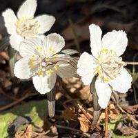 セツブンソウ,白い花,キンポウゲ科,さんぽ,日本固有種の画像