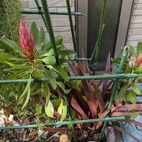 南高梅,えんどう豆,グレビレア ピーチズ&クリーム,キングプロテア　リトルプリンス,キングプロテア　リトルプリンスの画像