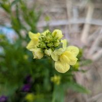 リナリアの画像