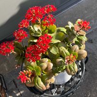 カランコエ,ベランダの画像