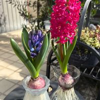 no green no life,ヒヤシンス水栽培,咲いたよ♡,信楽狸倶楽部,京都タニラーの画像