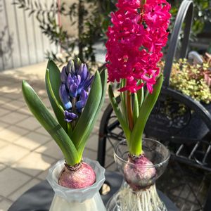 no green no life,ヒヤシンス水栽培,咲いたよ♡,信楽狸倶楽部,京都タニラーの画像