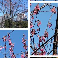 ウメ,パンジー,スズカケの実,カンヒザクラ,日比谷公園の画像