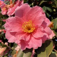 サザンカ,サザンカ,公園,花壇,ガーデニングの画像