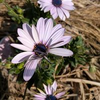 オステオスペルマムの画像