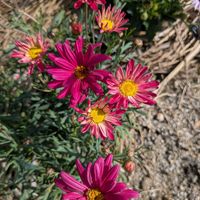 マーガレットの画像