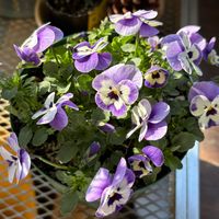 パンジー,ビオラ,ベランダの画像