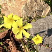 カタバミ,カタバミ,さんぽ道,マイペースに,心穏やかに♡の画像