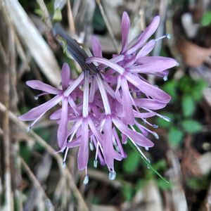 サボテン,ショウジョウバカマ,山野草,山歩き,野鳥の画像