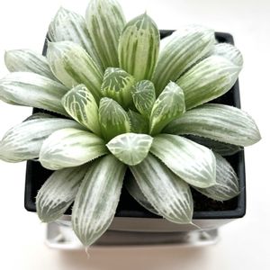 ピリフェラ錦,ハオルチア ピリフェラ錦,多肉植物,ハオルチア属,窓辺の画像