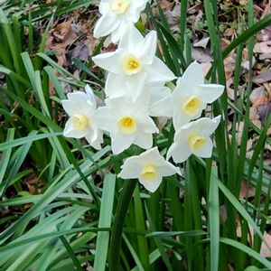 スイセン,ミニ胡蝶蘭　カララ,和室,お出かけ先の画像