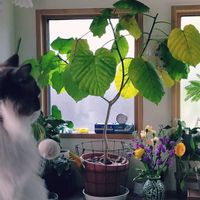 ウンベラータ,花束！,切り花,花束,窓際の画像