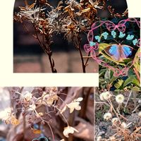 ヒトツバタゴ,フィロデンドロン,エピデンドラム,ボタンボウフウ,ヒトツバタゴ (なんじゃもんじゃの木)の画像