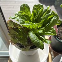 リーフレタスの画像