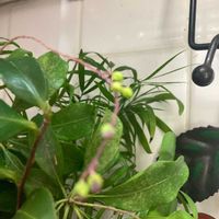 ヤブコウジの画像