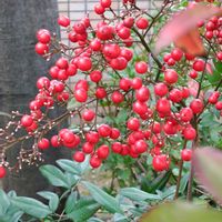 ナンテン,ナンテン,ナンテン,南天(ナンテン),いつもの散歩道の画像