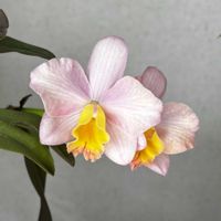 カトレア,ミニカトレア,カトレア ミリオンキッス,洋蘭,洋ランの画像