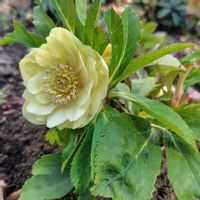 クリスマスローズ,チューリップ,福寿草,福寿草,ラッパスイセンの画像