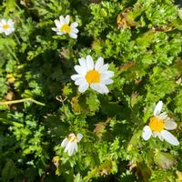 ノースポールの画像