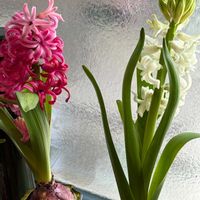 ヒヤシンス 水耕栽培,ヒヤシンス 白,ヒヤシンス　ピンク,ヒヤシンス水栽培,ヒアシスターズの画像