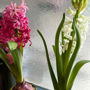ヒヤシンス 水耕栽培,ヒヤシンス 白,ヒヤシンス　ピンク,ヒヤシンス水栽培,ヒアシスターズの画像