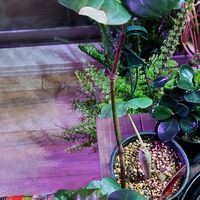 コルジリネ,シーグレープ,コルジリネフルティコーサSP,コルジリネフルティコーサSPの画像