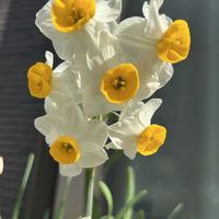 オキザリス,オキザリス,キク,スイセン,水仙の画像