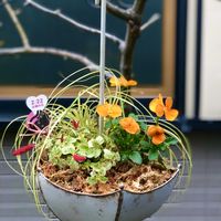 キャットテール,ビオラ,ベアグラス,寄せ植え,フラワーアレンジメントの画像