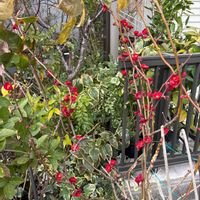 ボケ,赤い花,可愛い,癒し,花のある暮らしの画像