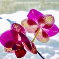 胡蝶蘭,アンスラパレルモ,胡蝶蘭　アンスラパレルモ,寒さに弱い,多年草の画像