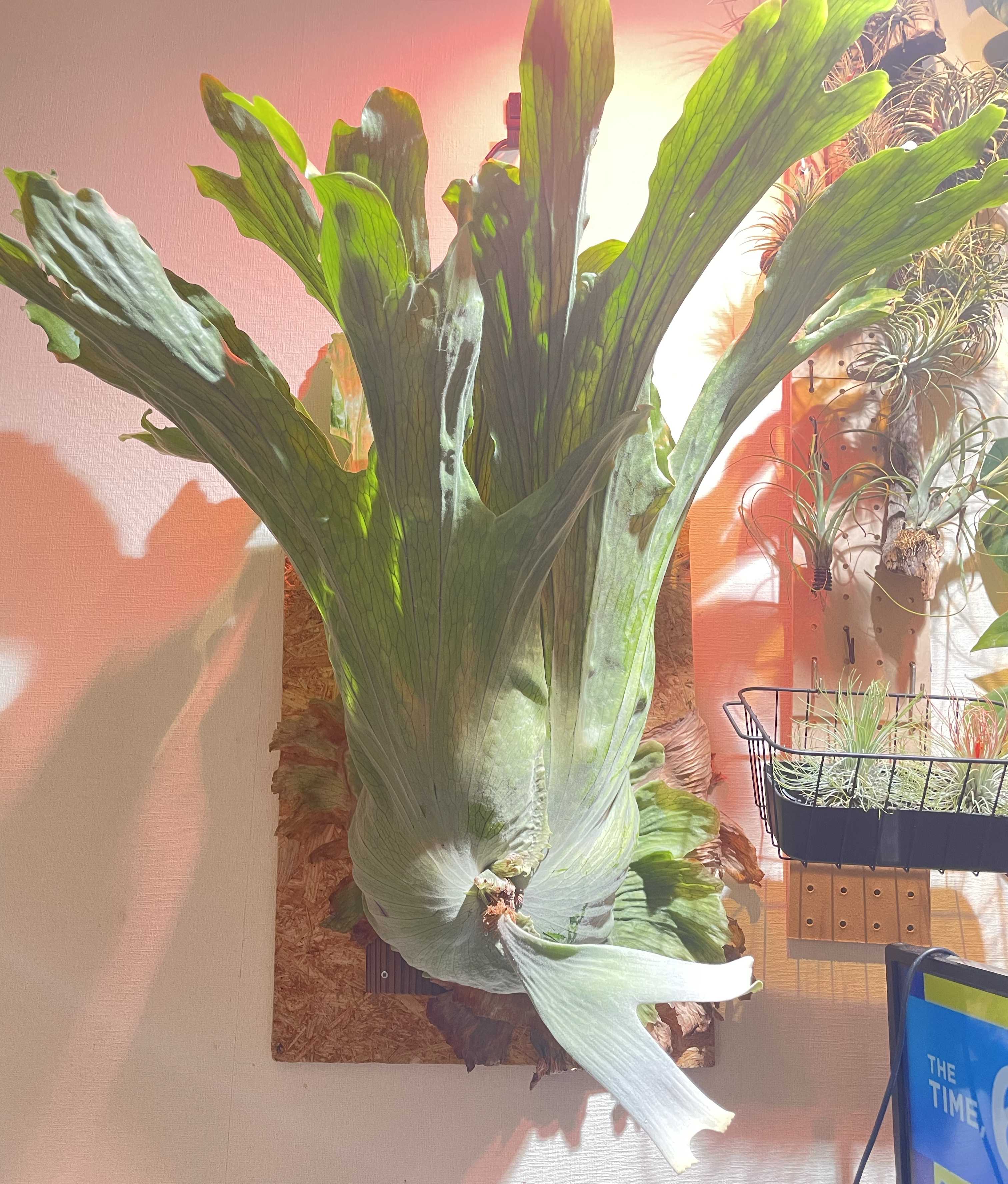 成長点の向き2 ビカクシダの森