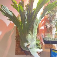 ビカクシダ ワンダエ,謎のビカクシダ,エアプランツ,でかい！, コウモリラン の画像