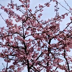 ご近所さんの庭,美味しい生活,鳥,ちょっぴり春感,お花見しながらつまむの画像