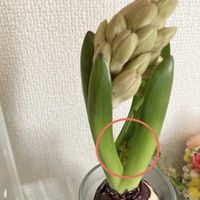 ヒヤシンス,ヒヤシンス,桃花,特大級球根,年末のお買い上げの画像