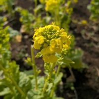 菜の花,いつもの散歩道♡の画像