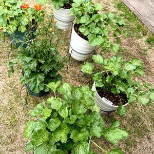 ラナンキュラス,パンジー,ラナンキュラスラックス,冬の花,冬の寄せ植えの画像