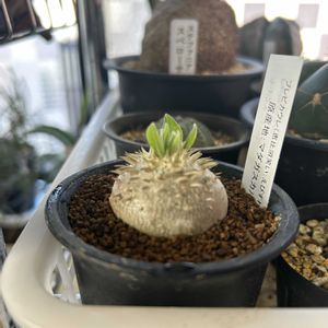 恵比寿笑い,塊根植物,パキポディウム属の画像