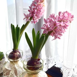 ヒヤシンス,ヒヤシンスの水耕栽培,ヒヤシンスの水栽培,チューリップの水栽培の画像