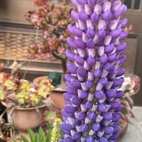 ルピナス,玄関口の画像